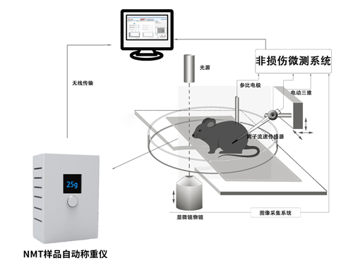 NMT樣品自動稱重儀