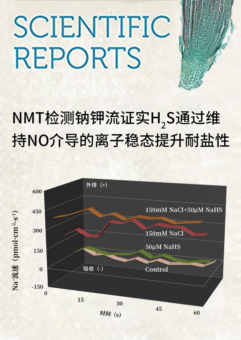NMT檢測鈉鉀流證實H2S通過維持NO介導(dǎo)的離子穩(wěn)態(tài)提升耐鹽性