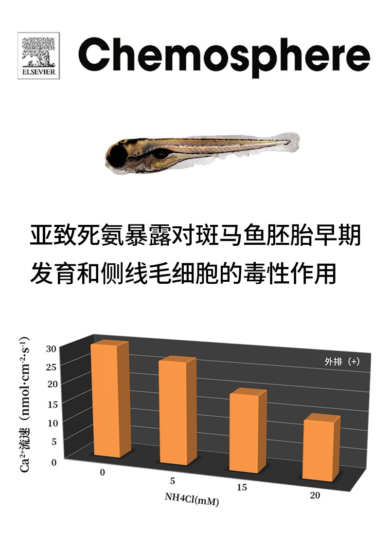 亞致死氨暴露對斑馬魚胚胎早期發(fā)育和側(cè)線毛細胞的毒性作用