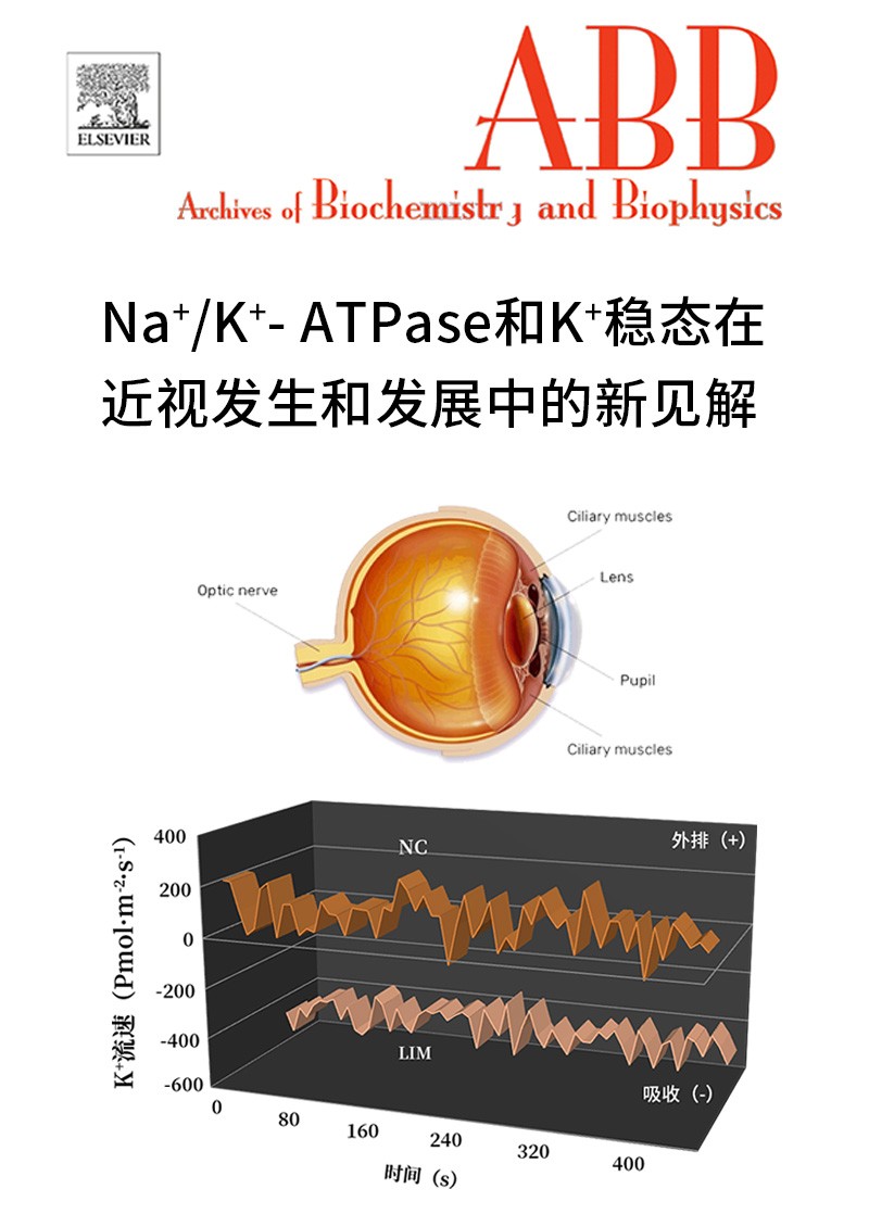 Na+/K+-ATPase和K+穩(wěn)態(tài)在近視發(fā)生和發(fā)展中的新見解