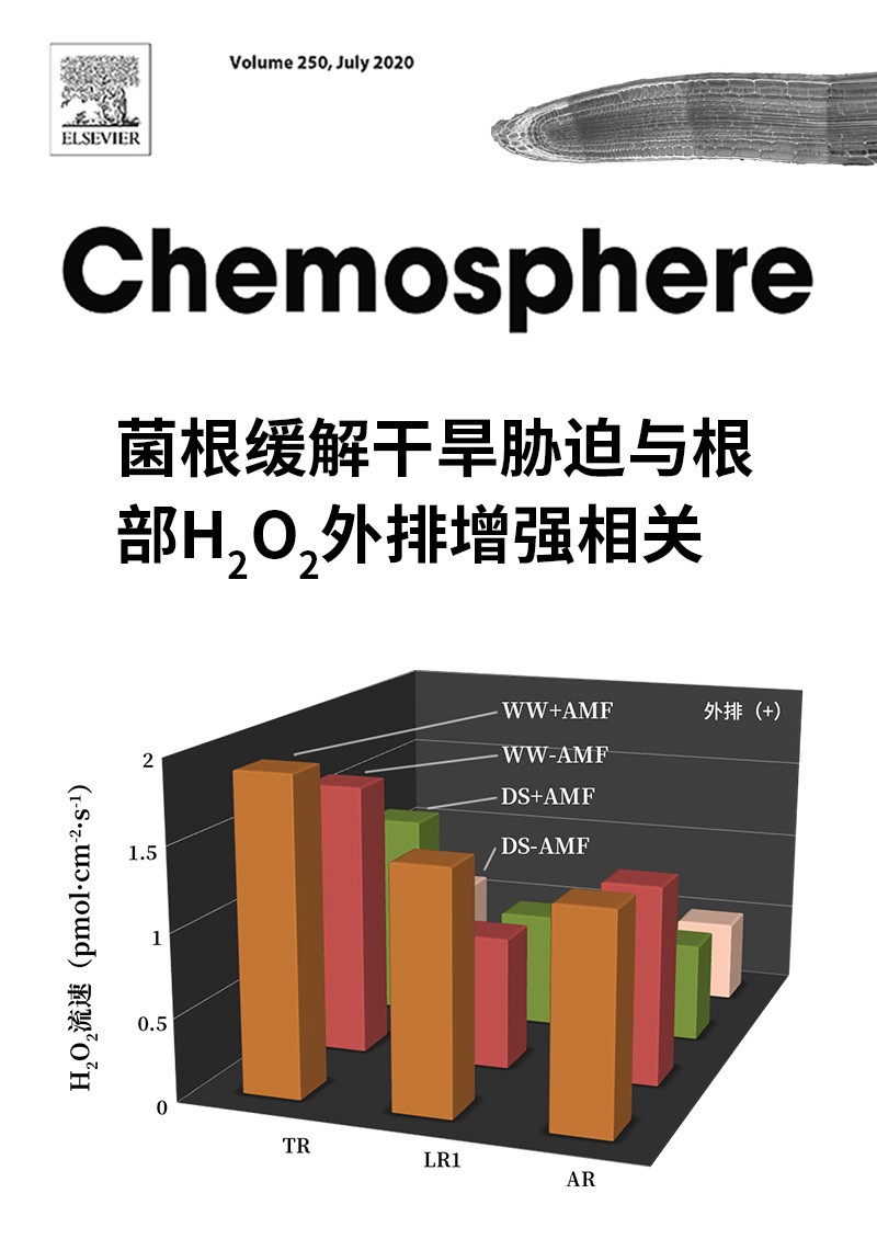 菌根緩解干旱脅迫與根部H2O2外排增強(qiáng)相關(guān)