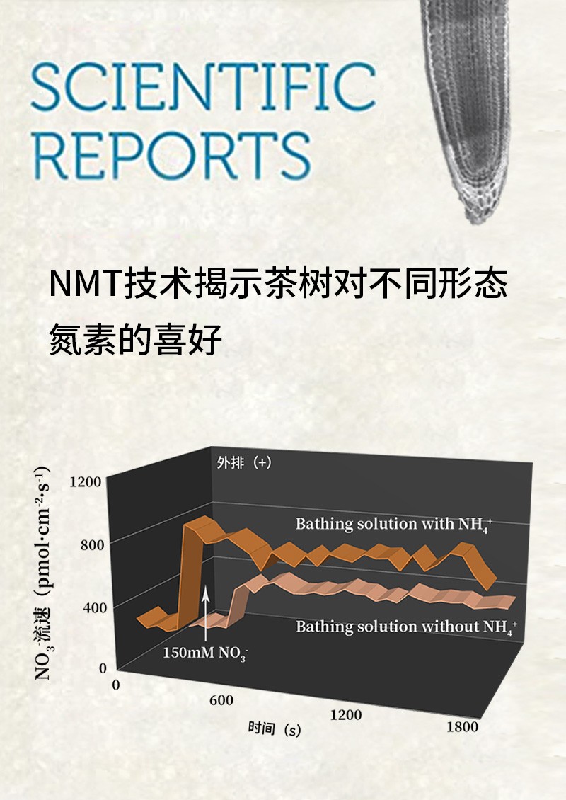 NMT技術(shù)揭示茶樹(shù)對(duì)不同形態(tài)氮素的喜好