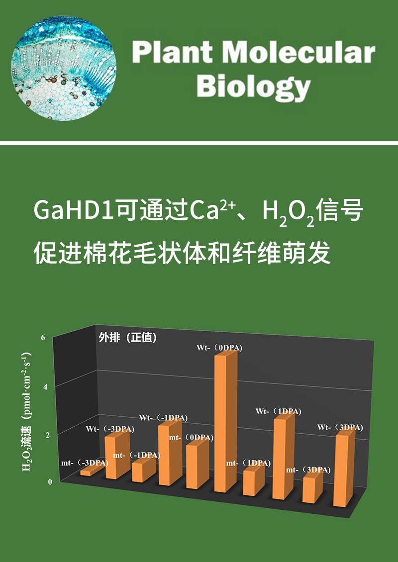 GaHD1可通過(guò)Ca2+、H2O2信號(hào)促進(jìn)棉花毛狀體和纖維萌發(fā)