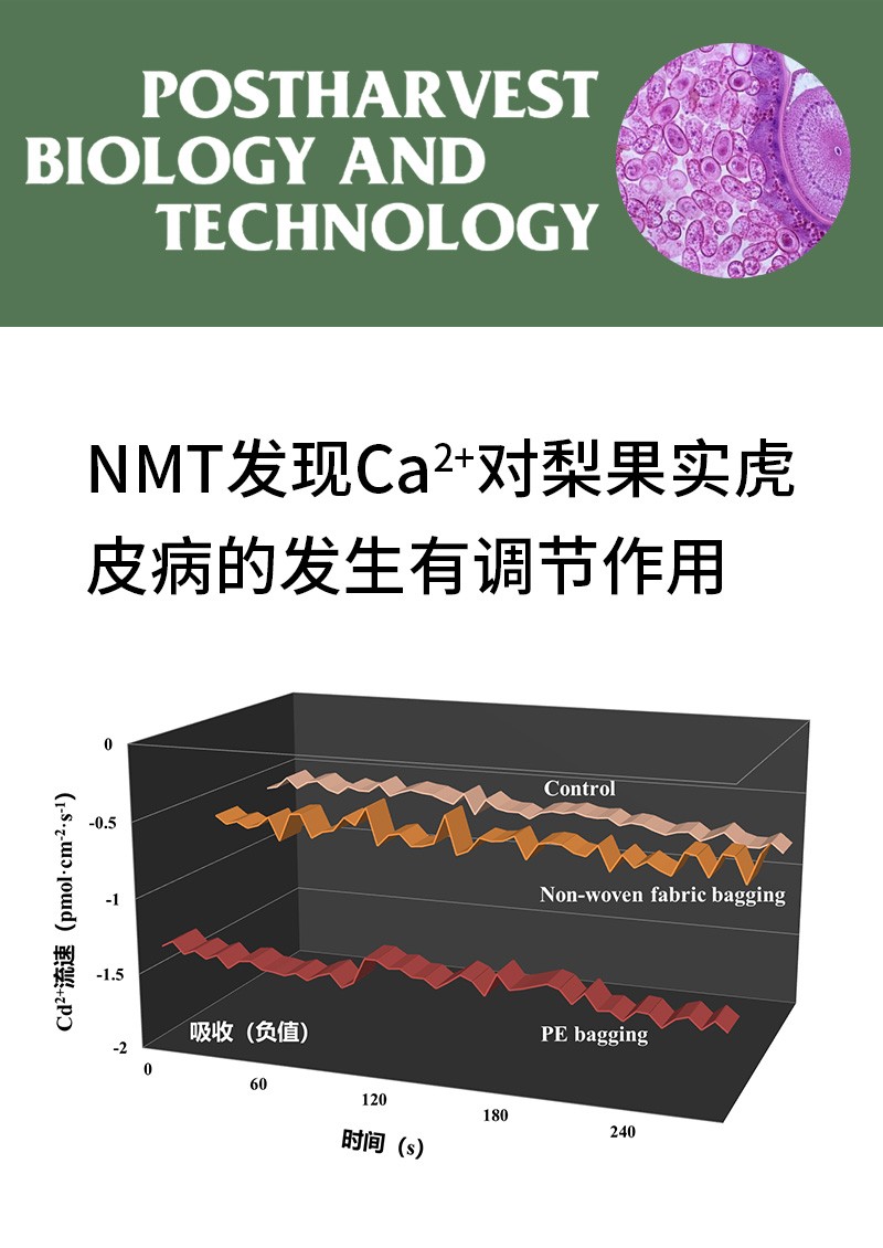NMT發(fā)現(xiàn)Ca2+對(duì)梨果實(shí)虎皮病的發(fā)生有調(diào)節(jié)作用