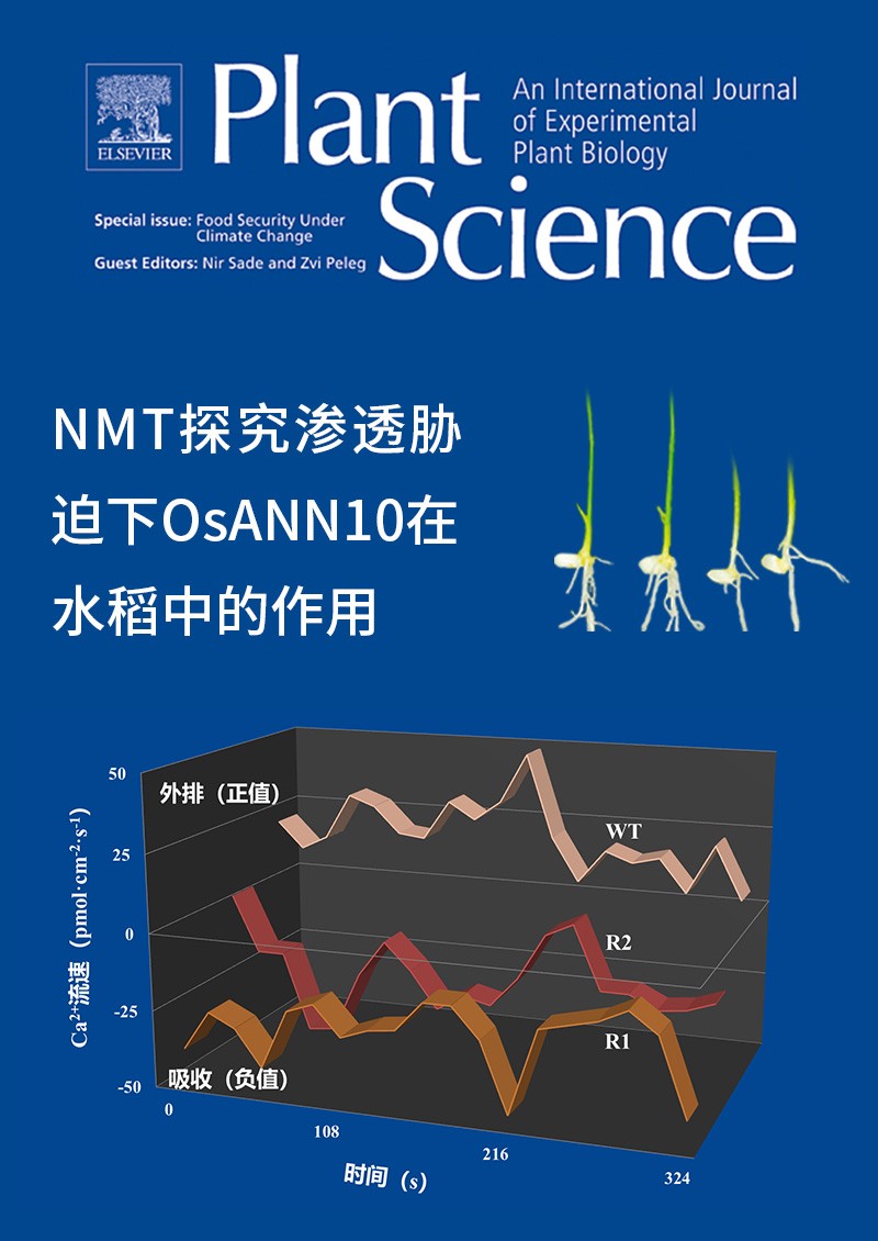 NMT探究滲透脅迫下OsANN10在水稻中的作用