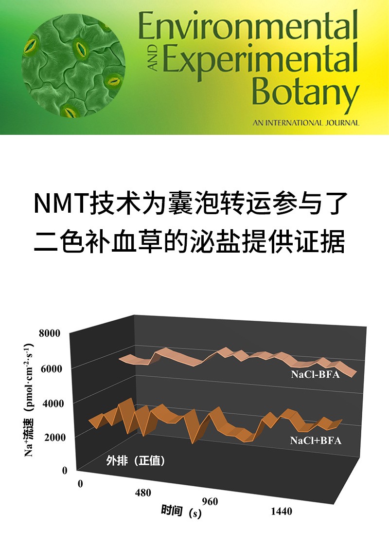 NMT技術(shù)為囊泡轉(zhuǎn)運(yùn)參與了二色補(bǔ)血草的泌鹽提供證據(jù)
