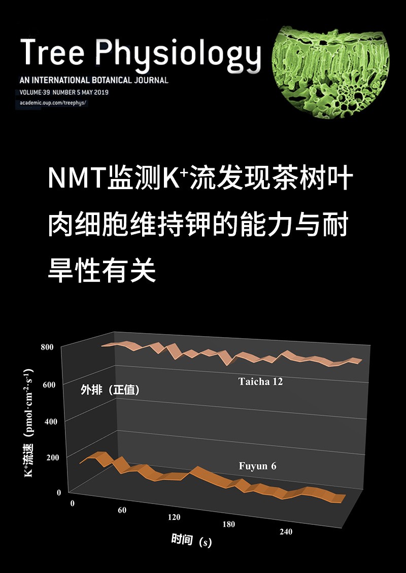 NMT監(jiān)測(cè)K+流發(fā)現(xiàn)茶樹(shù)葉肉細(xì)胞維持鉀的能力與耐旱性有關(guān)