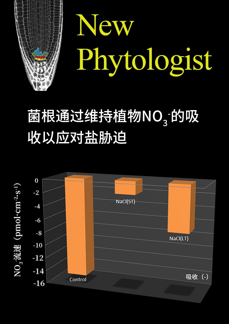 菌根通過維持植物NO3-的吸收以應(yīng)對鹽脅迫