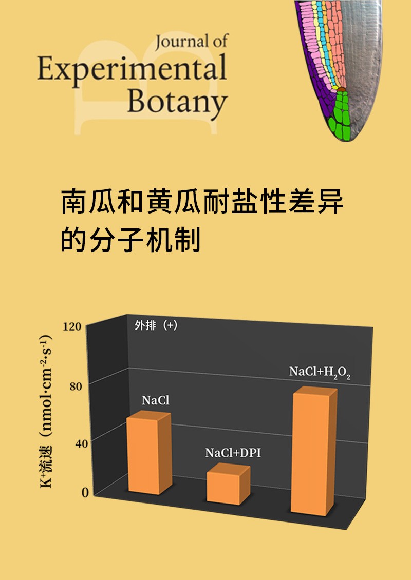 南瓜和黃瓜耐鹽性差異的分子機制