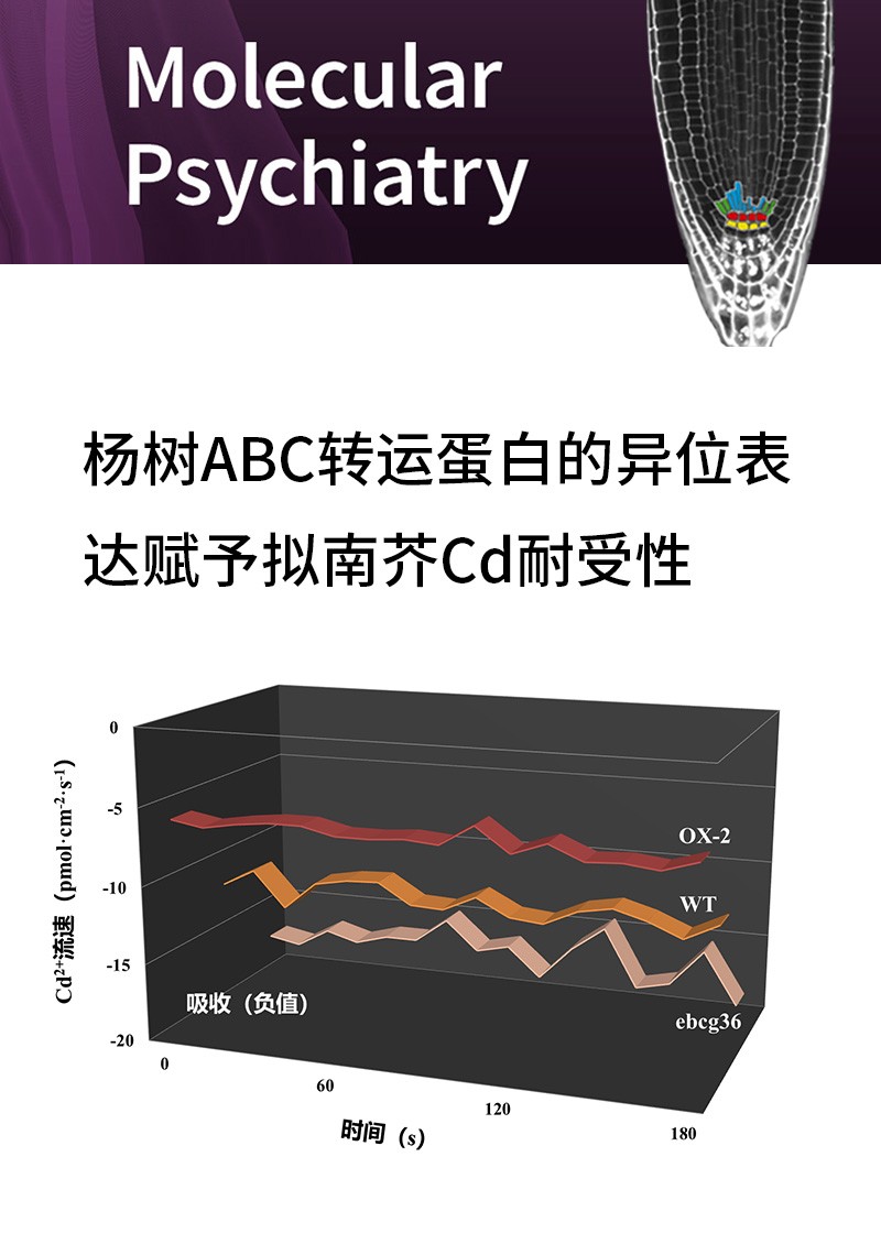 楊樹(shù)ABC轉(zhuǎn)運(yùn)蛋白的異位表達(dá)賦予擬南芥Cd耐受性